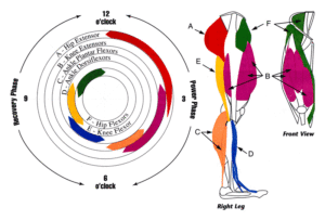 duathlon coaching - Anatomy-of-cycling-leg-muscles